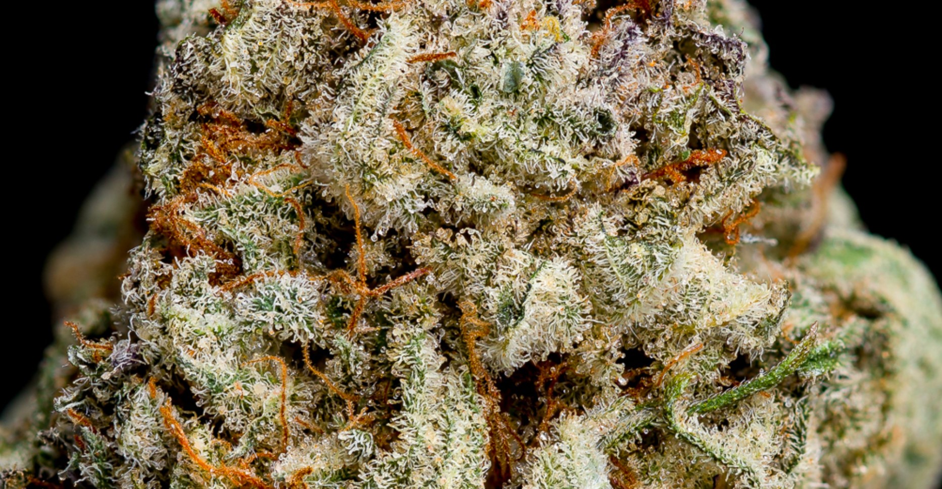 Amarelo Strain Review